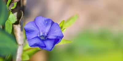 een zacht bloem bloesem in een natuur tuin foto