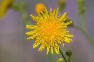 een zacht bloem bloesem in een natuur tuin foto