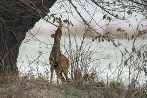 een volwassen doe staand door een oud boom in winter foto