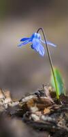 een zacht bloem bloesem in een natuur tuin foto