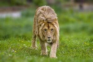 een knap sterk mannetje leeuw wandelingen door zijn gebied foto