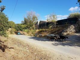schapen Aan een land weg in Sardinië foto