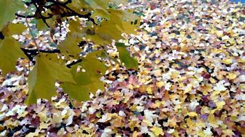 herfst heeft aangekomen in de buitenwijken foto