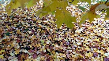 herfst heeft aangekomen in de buitenwijken foto