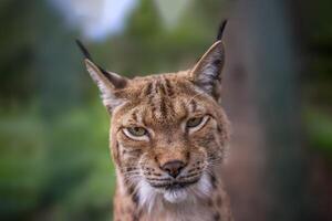 een knap lynx blijft in kleurrijk voorjaar Woud foto