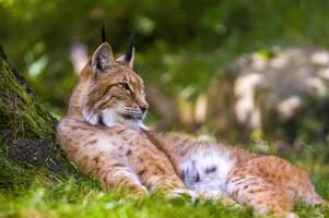 een wild lynx is schuilplaats in de Woud foto