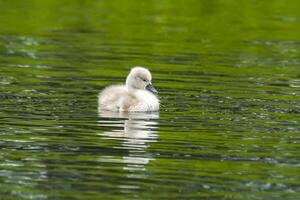 zwaan familie in natuur reserveren meer foto