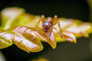 een klein mier insect Aan een fabriek in de weide foto