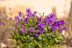 Purper paars Pasen bloem voorjaar bloesem in mijn tuin foto