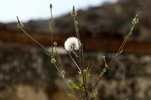 paardebloem groeit in een Woud opruimen in noordelijk Israël. foto