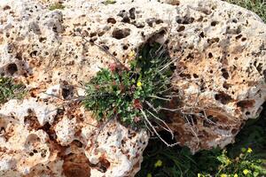 groen planten en bloemen toenemen Aan de stenen. foto