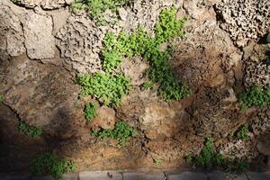 groen planten en bloemen toenemen Aan de stenen. foto