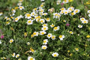 bloemen in een stad park Aan de kusten van de middellandse Zee zee. foto