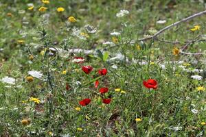 bloemen in een stad park Aan de kusten van de middellandse Zee zee. foto