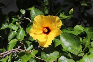 bloemen in een stad park Aan de kusten van de middellandse Zee zee. foto