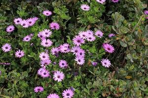 bloemen in een stad park Aan de kusten van de middellandse Zee zee. foto