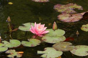 een water lelie groeit in een vers water vijver. foto