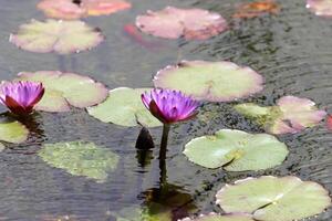 een water lelie groeit in een vers water vijver. foto