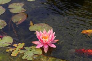 een water lelie groeit in een vers water vijver. foto