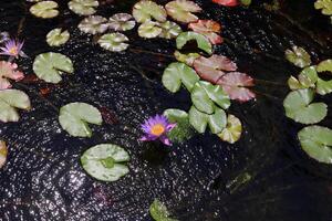 een water lelie groeit in een vers water vijver. foto