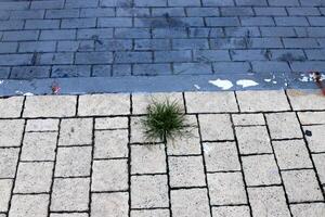 groen planten en bloemen toenemen Aan de rijweg en stoep. foto