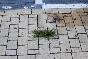 groen planten en bloemen toenemen Aan de rijweg en stoep. foto