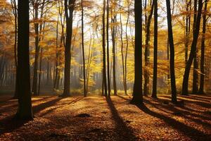 foto zonlicht voorbijgaan door herfst bomen