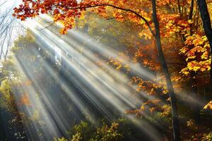 foto zonlicht voorbijgaan door herfst bomen