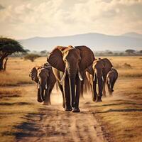 foto olifanten in amboseli nationaal park Kenia Afrika