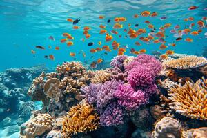 foto koraal rif in de zee