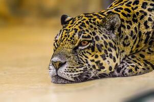 een jaguar is houdende in de omgeving van en ontspannende foto