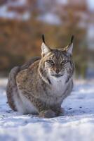 1 knap lynx in besneeuwd winter Woud foto