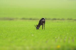 een jong reebok staat Aan een groen veld- in voorjaar foto