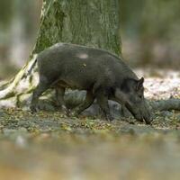 een wild zwijn in een bladverliezend Woud in herfst foto