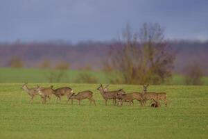 een groep van hert in een veld- in voorjaar foto