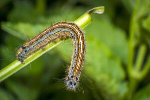 klein kleurrijk rups- Aan groen blad in bloeiend natuur foto