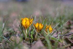 geel blauw krokus in voorjaar seizoen tuin foto