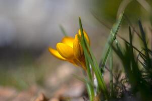 geel blauw krokus in voorjaar seizoen tuin foto