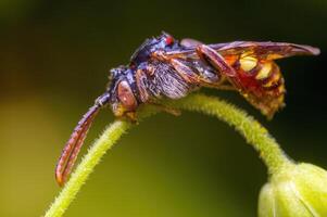 een weinig bij insect Aan een fabriek in de weide foto