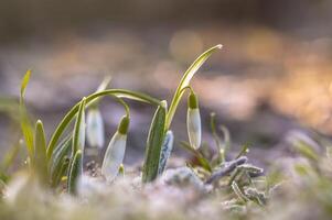 sneeuw laten vallen bloem in mijn seizoen tuin foto