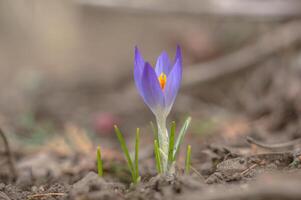 geel blauw wit krokus in voorjaar Pasen seizoen tuin foto