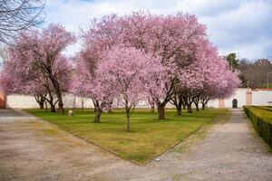 bloeiend sakura in troja paleis park in voorjaar tijd in Praag, Tsjechisch republiek. hoog kwaliteit foto