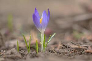 geel blauw wit krokus in voorjaar Pasen seizoen tuin foto