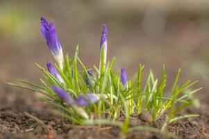 geel blauw wit krokus in voorjaar Pasen seizoen tuin foto