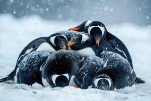 pinguïns ineengedoken voor warmte foto