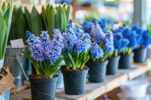 veel blauw paars bloeiend hyacinten in potten zijn weergegeven Aan plank in floristisch op te slaan of Bij straat markt. foto