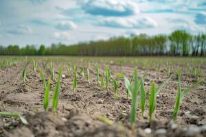 lente maïs veld- met vers, groen spruiten. foto