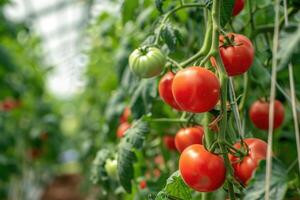 vers biologisch rijp tomaten Afdeling groeit in kas foto