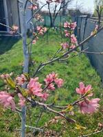 fruit bomen bloeide in de tuin in voorjaar foto