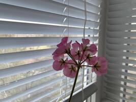 een bloem bloeide Aan de balkon in de appartement foto